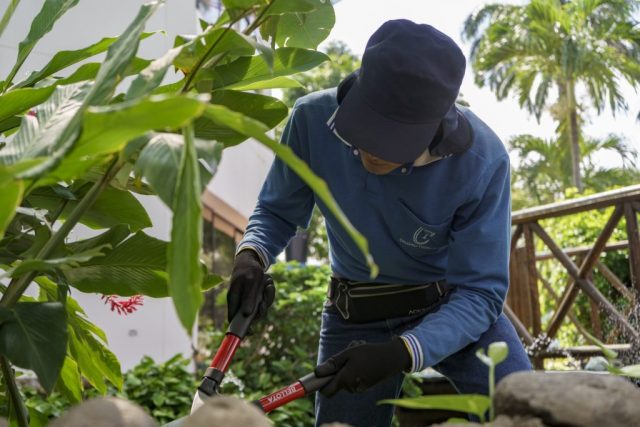 84_jardineria