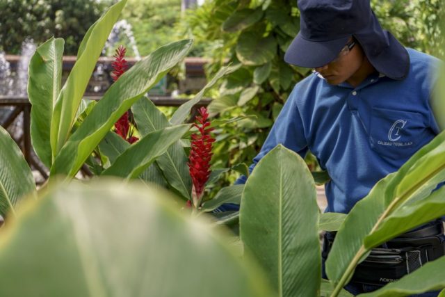 86_jardineria